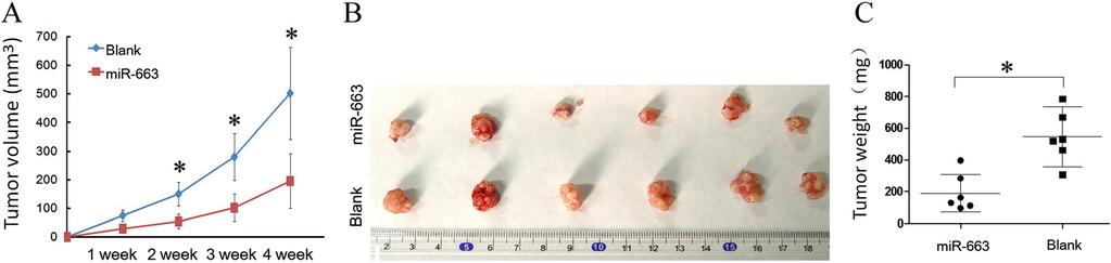 The tumor volume was significantly lower in mir-663 nude mice as compared to the control nude mice. B. Tumors were harvested after 4 weeks. C. The total weight of the metastatic tumors in each group.