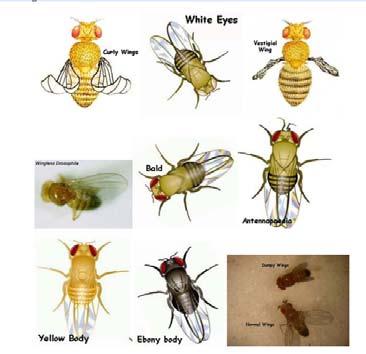 Much genetic research has been done with Drosophila, which is