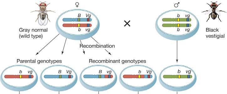 Recombinant offspring generally appear in proportions related to the recombination