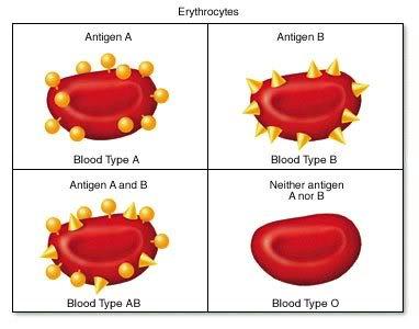 Antigens in the Blood Self-Antigens Hereditary Located on RBC membranes Give different blood types Foreign