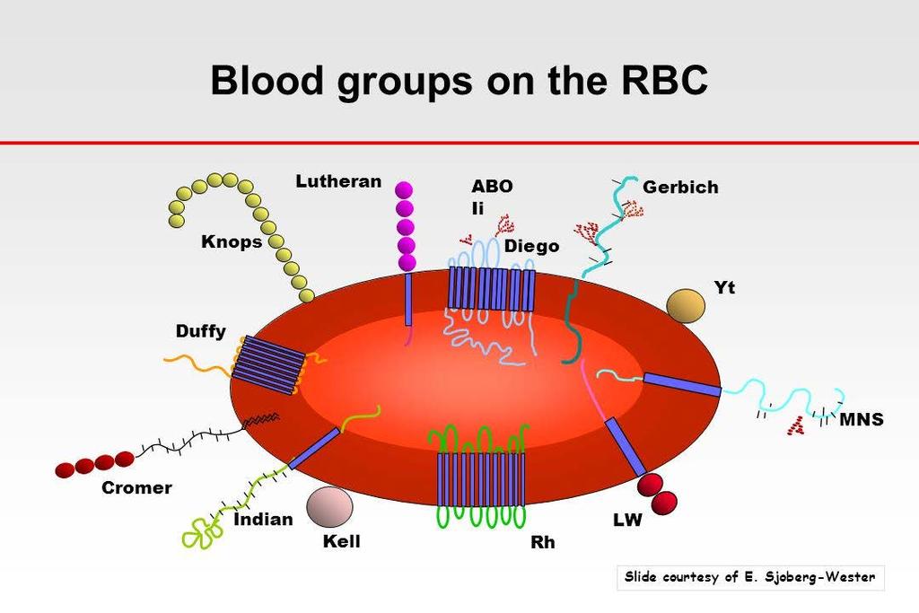 Causes for Incompatible Blood Antigens on RBCs determine blood groups and blood types Over 22 known blood groups