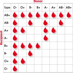 Blood Type Compatibility Donor blood Have the same antigens Lack antigens