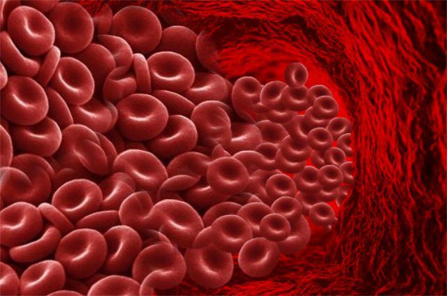 Red Blood Cells Are biconcave disks without nuclei Circulate for about 120