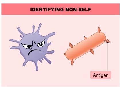 Antigens and Immunity