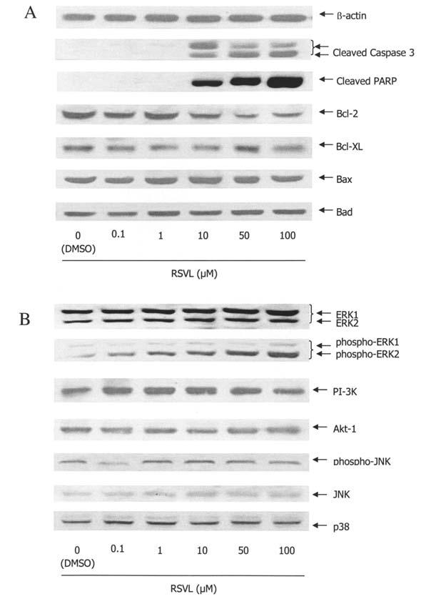 INTERNATIONAL JOURNAL OF ONCOLOGY 33: 81-92, 2008 85 Figure 2. Expression of apoptosis-related proteins and signaling molecules in response to RSVL treatment.