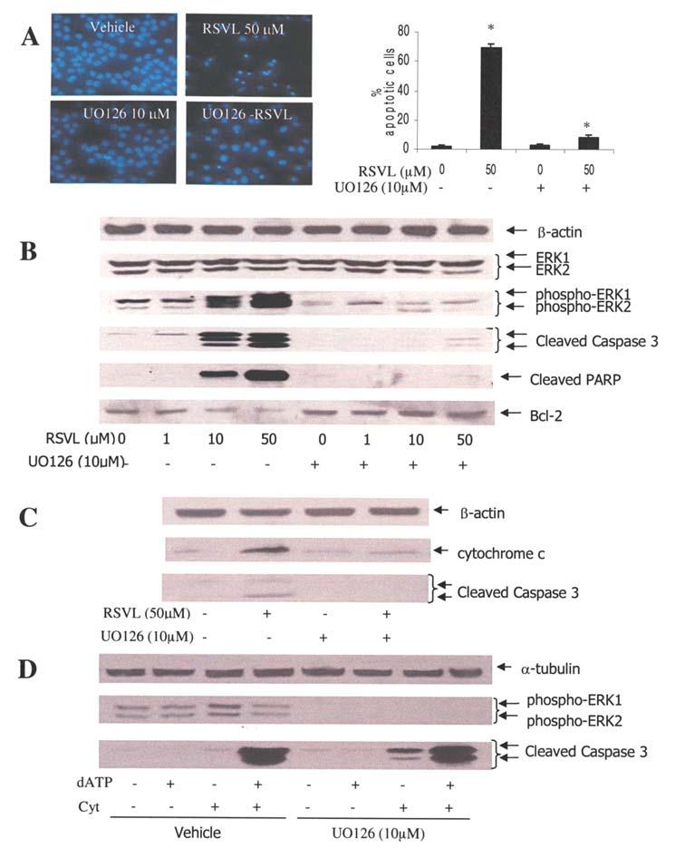 INTERNATIONAL JOURNAL OF ONCOLOGY 33: 81-92, 2008 87 Figure 4. Effects of UO126 on RVSL-induced apoptosis in MDA231 cells. A, Inhibition of ERK1/2 by UO126 abolished RSVL-induced apoptosis.