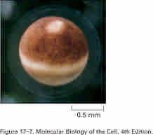 Xenopus oocyte: a giant cell for study cell cycle biochemically 1 mm in diameter Carrying 100,000