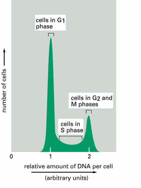 Measurements of cell cycle