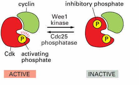 Regulation of Cdks by reversible phosphorylation Human Cdk1 and also Cdc2 in yeast: Phosphorylation by Wee1