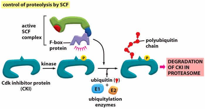 Cyclical proteolysis regulates cyclin-cdk activity Regulated by SCF complex in G1 and S