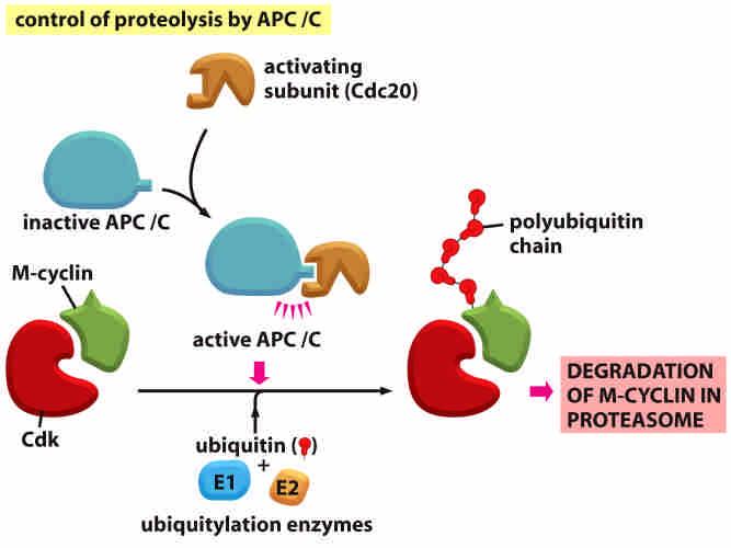 Cyclical proteolysis regulates cyclin-cdk activity Regulated by APC complex in M