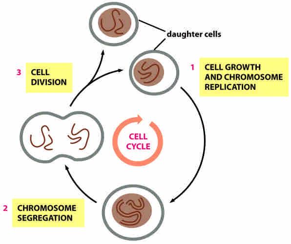 Cell cycle A cell reproduces by performing an orderly sequence of