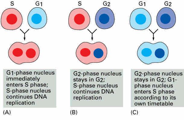 Start the DNA replication once per cycle Cell fusion experiments by R.T. Johnson and P. N.