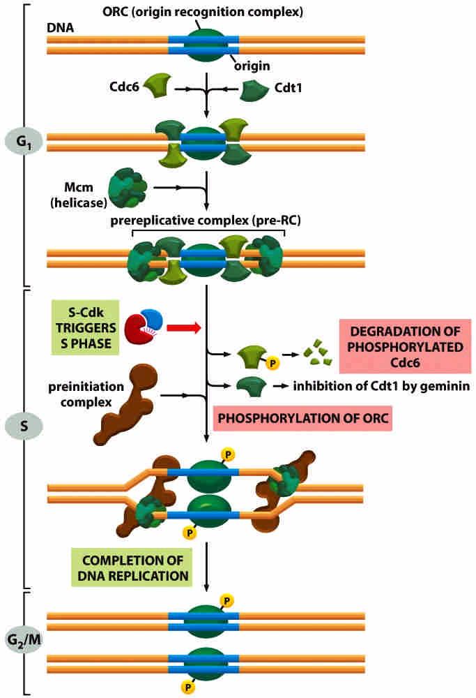 Control of the initiation for DNA replication 32 Figure