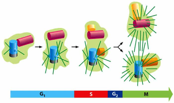 Centrosome duplication begins at the time entering the S phase Inhibition of DNA replication blocks centrosome duplication Centriole s replication is