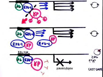 Unphosphorylated Rb blocks transcription High level of E2F