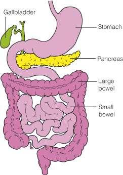 ANATOMY OF THE BOWEL FOOD ENTERS FROM MOUTH