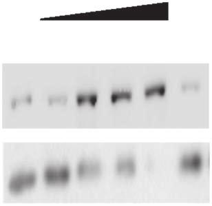 degrdtion of pool of ytosoli proteins sustrtes for CMA (Fig. ) nd the inding to the lysosoml memrne of the wellestlished CMA sustrte glyerldehyde--phosphte dehydrogense () (Fig. d).