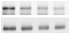 5; unpired t-test in nd ANOVA nd Bonferroni test in,. Full-length lots nd gels in Supplementry Figure.