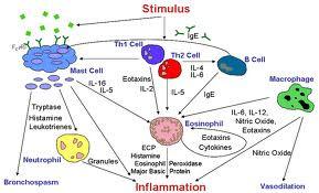 Many different cell types ( dendritic, T cells, TH1 and TH2) and
