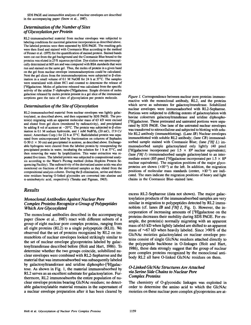 SDS PAGE and immunoblot analyses of nuclear envelopes are described in the accompanying paper (Snow et al., 1987).