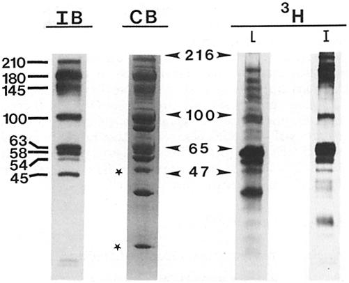described above. The labeled proteins were then separated by SDS PAGE. The resulting gels were then fixed and stained with Coomassie Blue according to the method of Fenner et al.