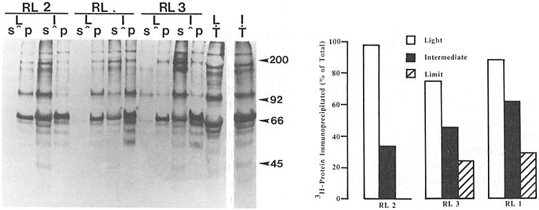 The antibody supernatants and pelleted material were separated from unincorporated label by fractionation on columns of Sephadex G-50, and the total [3H]galactose on proteins eluting in the columns'