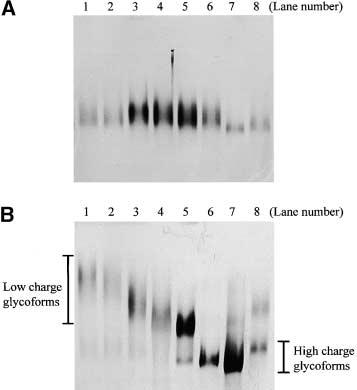 Thornton and Sheehan: From Mucins to Mucus 57 Figure 3. Agarose gel electrophoresis of reduced sputum samples.