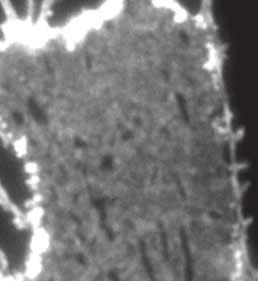 Cells were treated without or with Mn 21 to activate integrins (scale bar, 3 mm).
