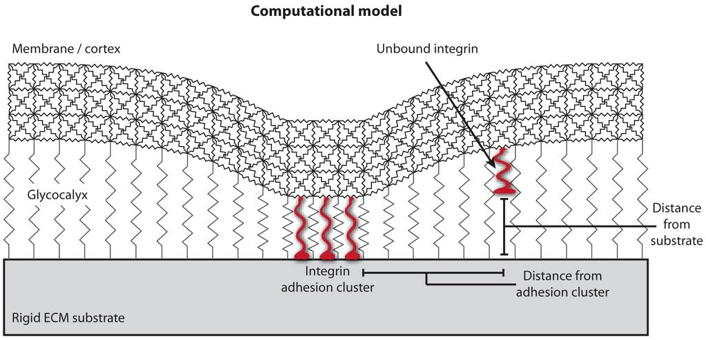 ARTICLE RESEARCH Extended Data Figure 2 Computational model of the cell ECM interface.