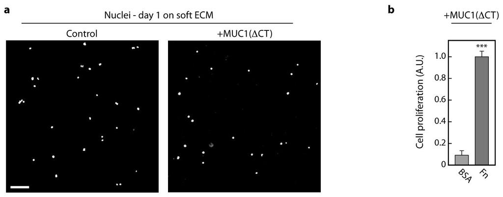 RESEARCH ARTICLE Extended Data Figure 9 Cell proliferation on soft ECM.