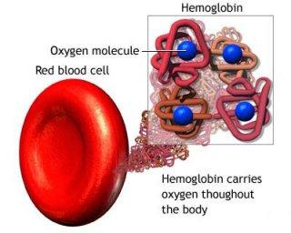 The Thalassemias 5 Hemoglobin is made of two protein chains : 2 Alpha globin and 2 beta globin.