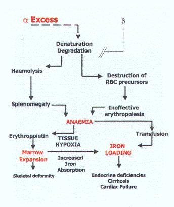 The Pathophysiology of Thalassemia Excess α Globin Chains Major cause of anemia Precipitate in early nucleated erythroid