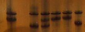 cell PCR Robust : Embryo