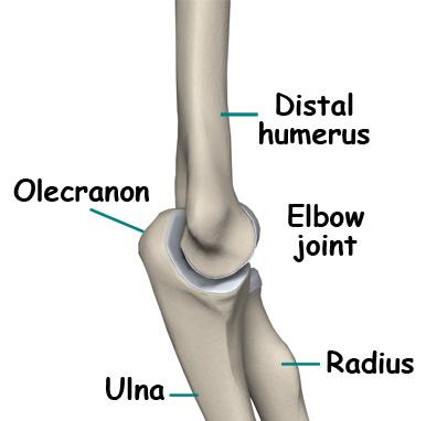 Anatomy A Patient's Guide to Adult Olecranon (Elbow) Fractures Adult Olecranon (Elbow) Fractures The olecranon is the end of the ulna and forms the tip of the elbow.