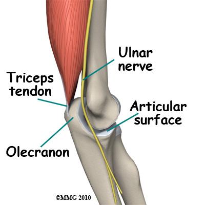 The radius and the ulna both move against (or articulate) with the distal end of the upper arm bone, or humerus, to form the elbow joint.