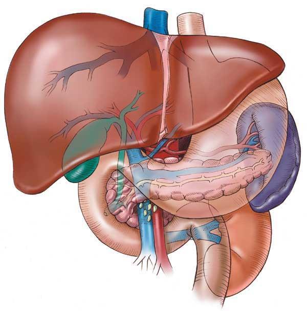 The Liver is Central to Digestion and Detoxification Largest gland in the body 3-4 pounds Two lobes Only internal organ that can