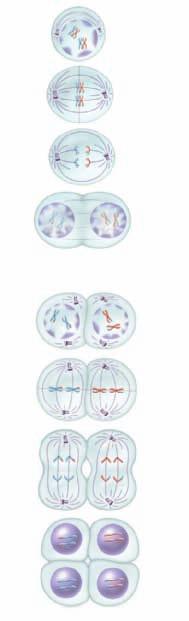 Figure 6 Meiosis produces four haploid daughter cells from one diploid parent cell. Meiosis I separates homologous chromosome pairs. Meiosis II separates sister chromatids.