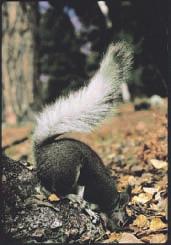 Some animals, such as this squirrel, bury or hide fruits and seeds far from the parent plant.