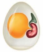 In some animals, the embryo develops outside the body of the mother. In others, the embryo develops inside the mother.