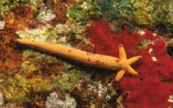 Students must be able to differentiate meiosis from mitosis. Figure 27 Sea stars can reproduce asexually by regeneration.