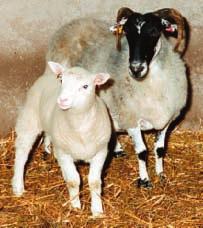 Animal Cloning The first animal to be successfully cloned from an adult cell was a sheep. In 1996, scientists in Scotland cloned a female sheep that they named Dolly.