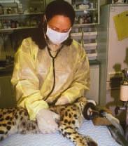Largeanimal vets spend time caring for farm animals, like horses and cows, or zoos animals, such as lions, tigers, and bears. Work in pairs.
