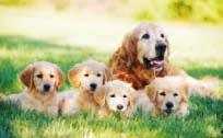 Each pup inherited a different mix of genetic material.