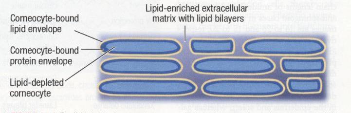 Extracellular Lipid Matrix Stratum corneum lipids Ceramides Free fatty acids Cholesterol Figure 45-4 from Proksch E, Jensen JM. Skin as an organ of protection.