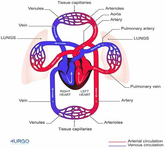 The circulatory system Arteries carry oxygenated blood to your legs and the veins carry de-oxygenated blood away from your