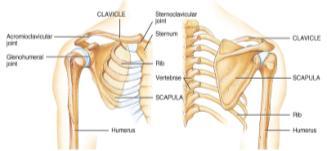 Skeletal System: Appendicular Skeleton Pectoral girdle Pelvic girdle Upper