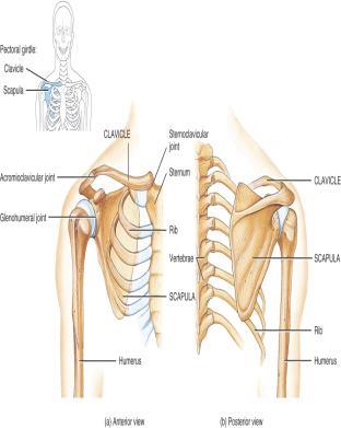 muscle only Upper limb attached to pectoral girdle at shoulder (Glenohumeral
