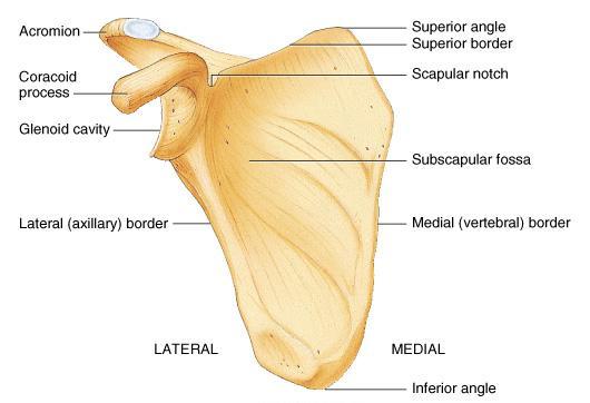 8-4 Posterior Surface of Scapula Scapular spine ends as acromion process