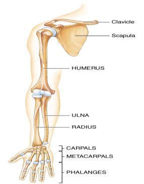 forearm carpal bones within the wrist metacarpal bones within the palm